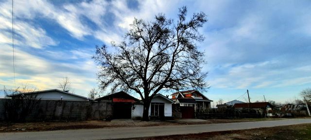 The life of a tree