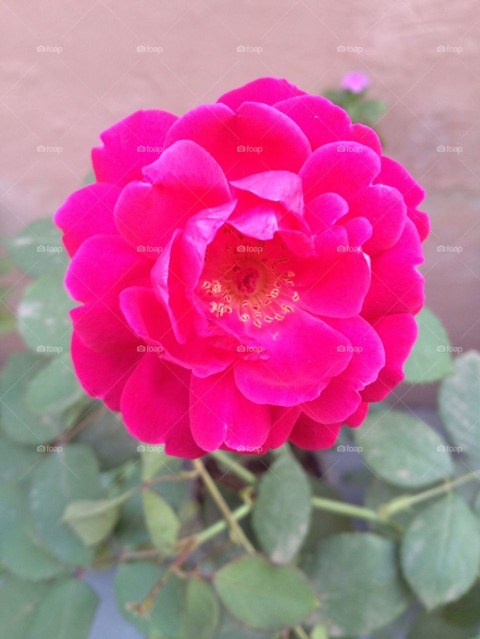 india rose valentine gift love symbol by kunaldaca