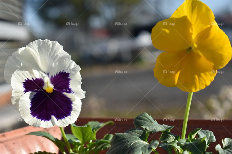 pretty colorful pansies
