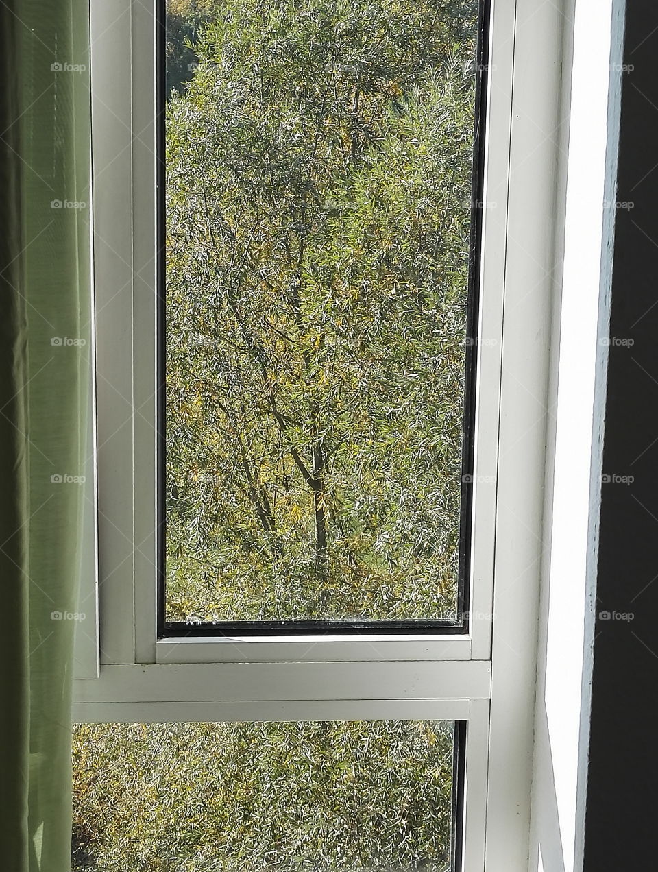 Window Nature
