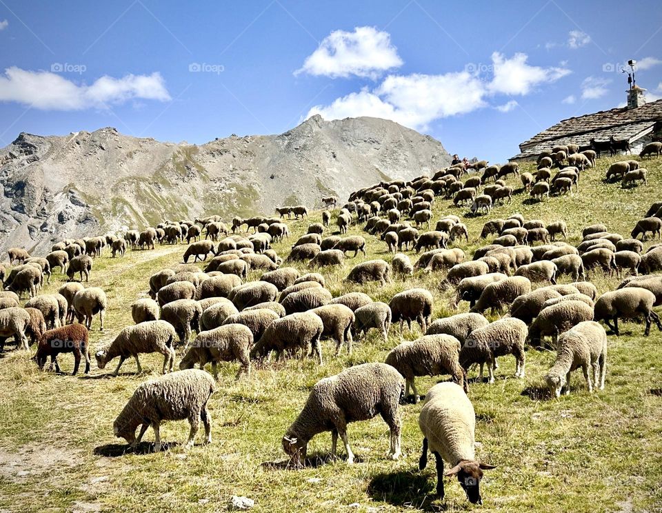 Moutons , Val d’Isère Août 2023 . 