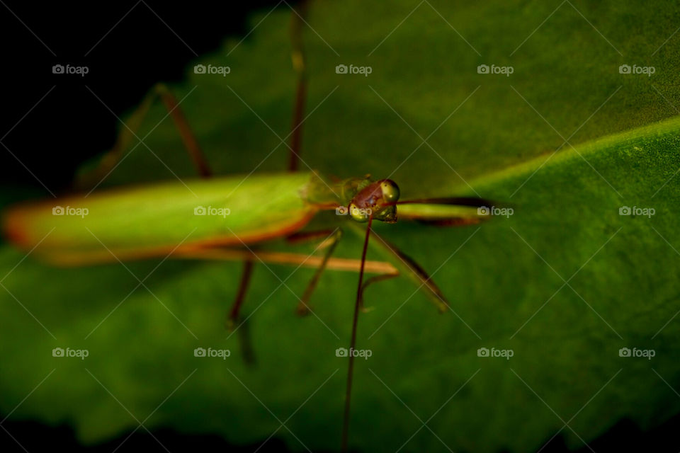 Praying mantis looking up, praying mantis looking at you, curious praying mantis, praying mantis eyes, macro photography, insect eyes, closeup of tiny eyes, praying mantis in nature 