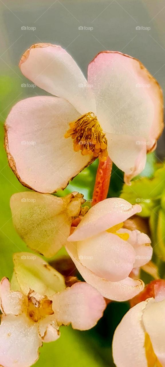 Begonia is a plant full of charms and with a huge diversity.