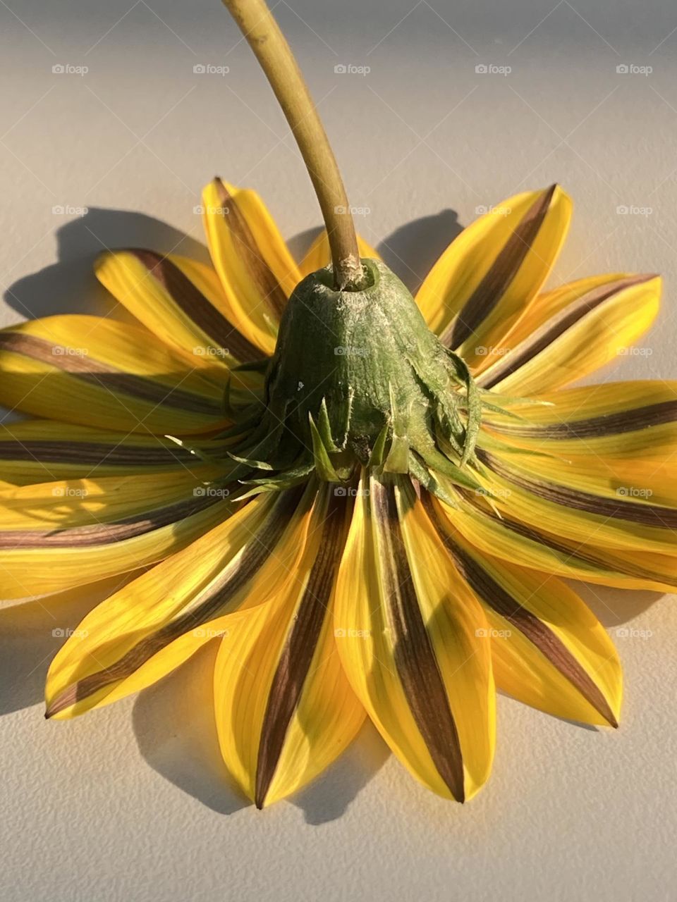 Flor amarela com traços marrons. Flor vista de baixo pra cima.