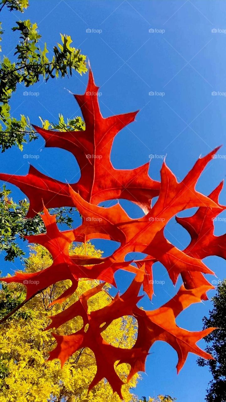 Close up on bright orange leaves under a bright blue sky at the Ferme du Monde in Carentoir