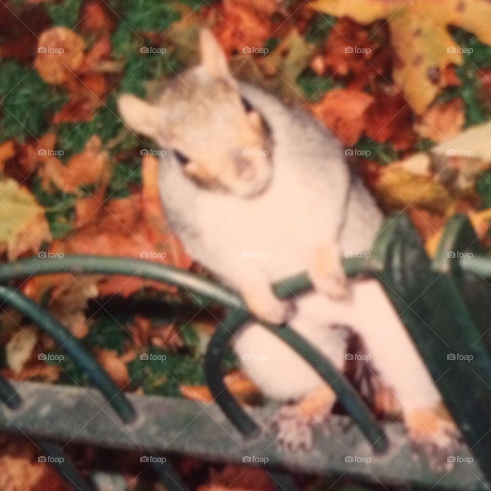 Squirrel 