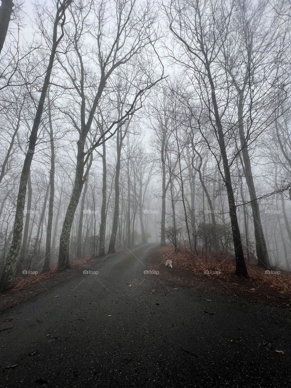 Road to fog