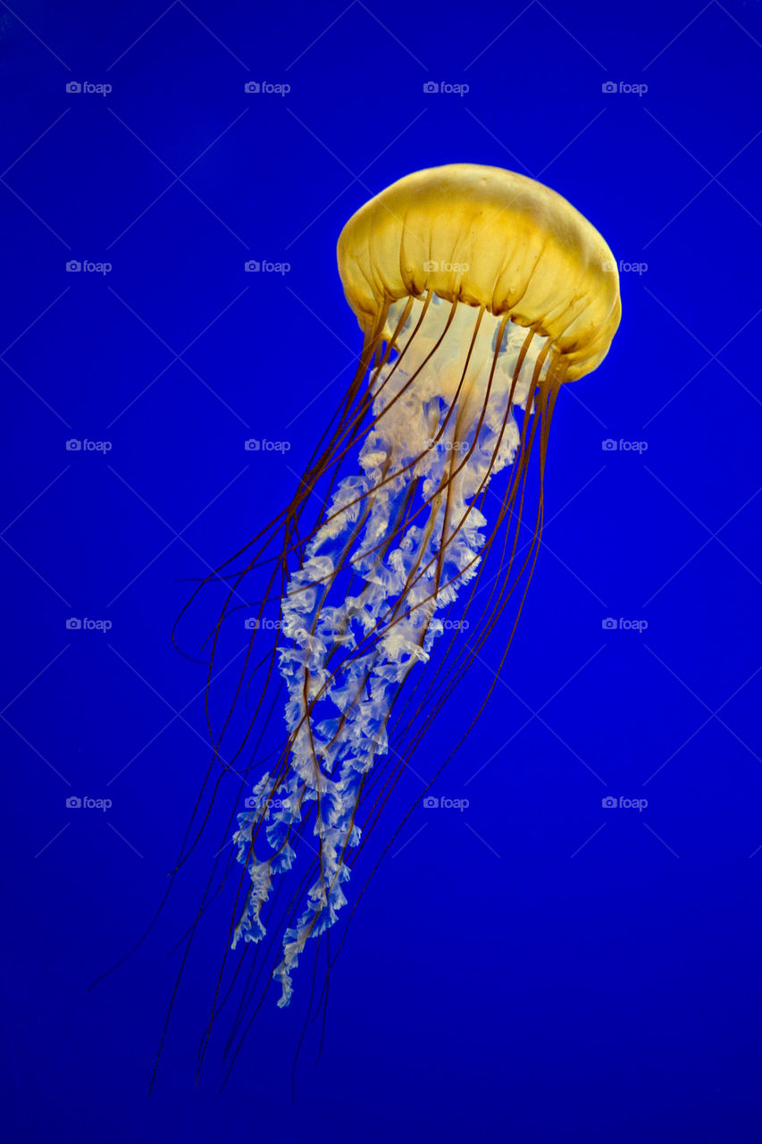 jellyfish