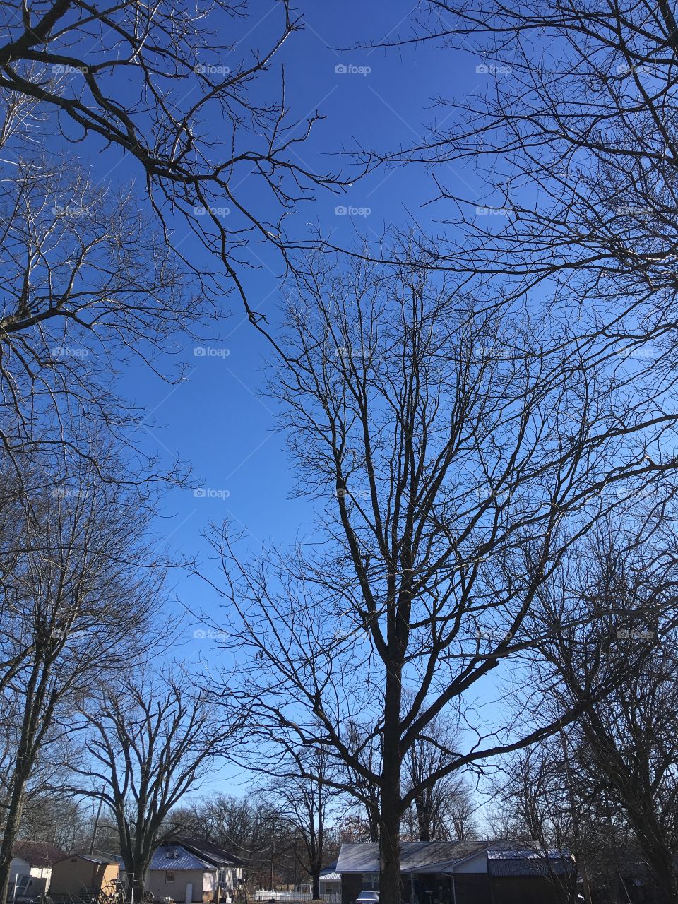 Blue sky no leaves on the trees yet not a cloud in the sky. Morning glimpses of the day.