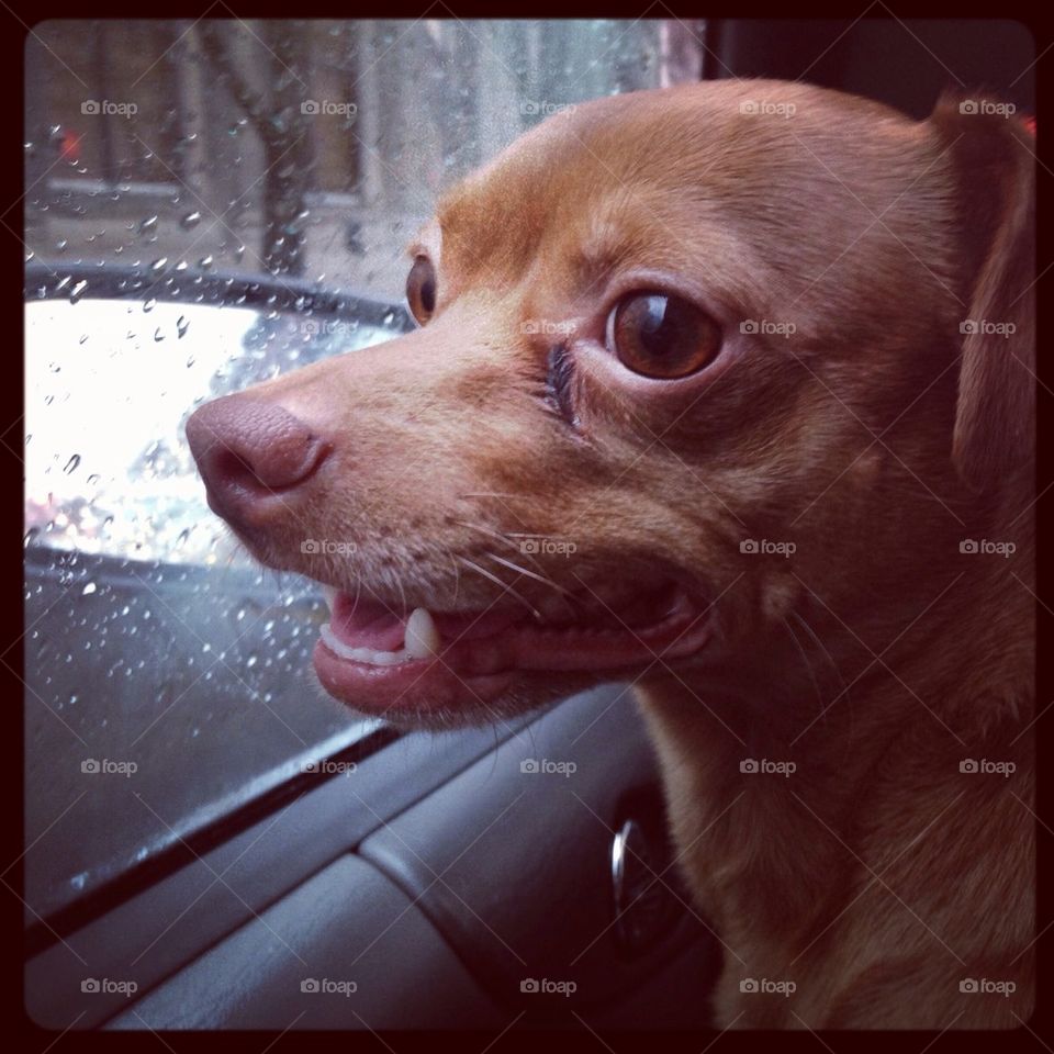 Rainy car rides 