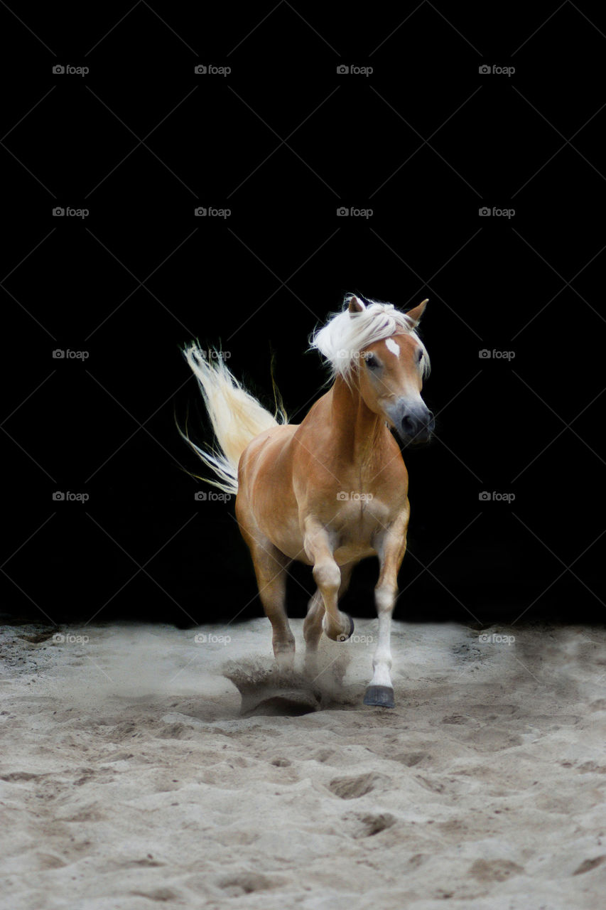 Images of a Haflinger breed horse trotting on a sandy place. Image was edited and the background turned into black. It's 4000x6000px @300dpi