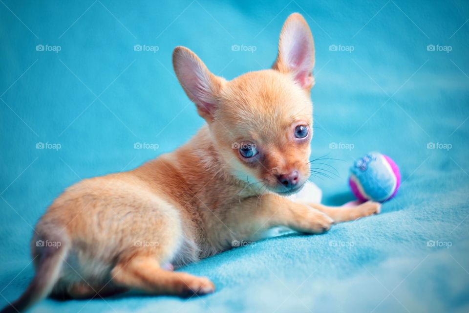 Chihuahua puppy on a blue background