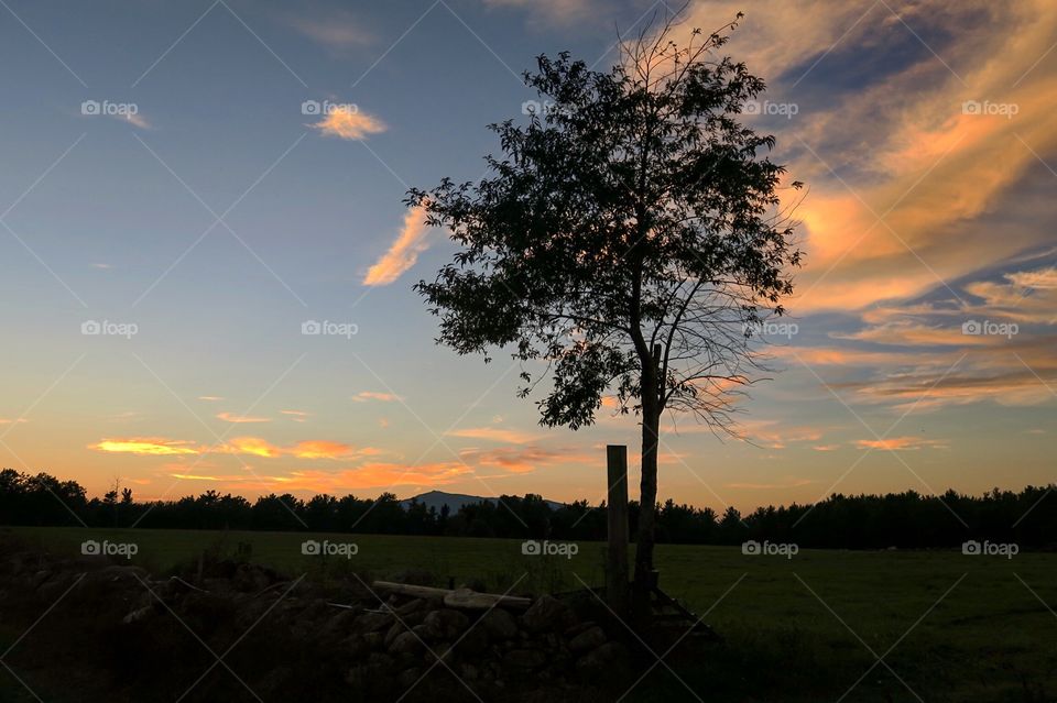 Silhouette of tree in  Sunset 