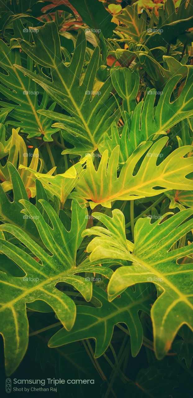 green colour signature