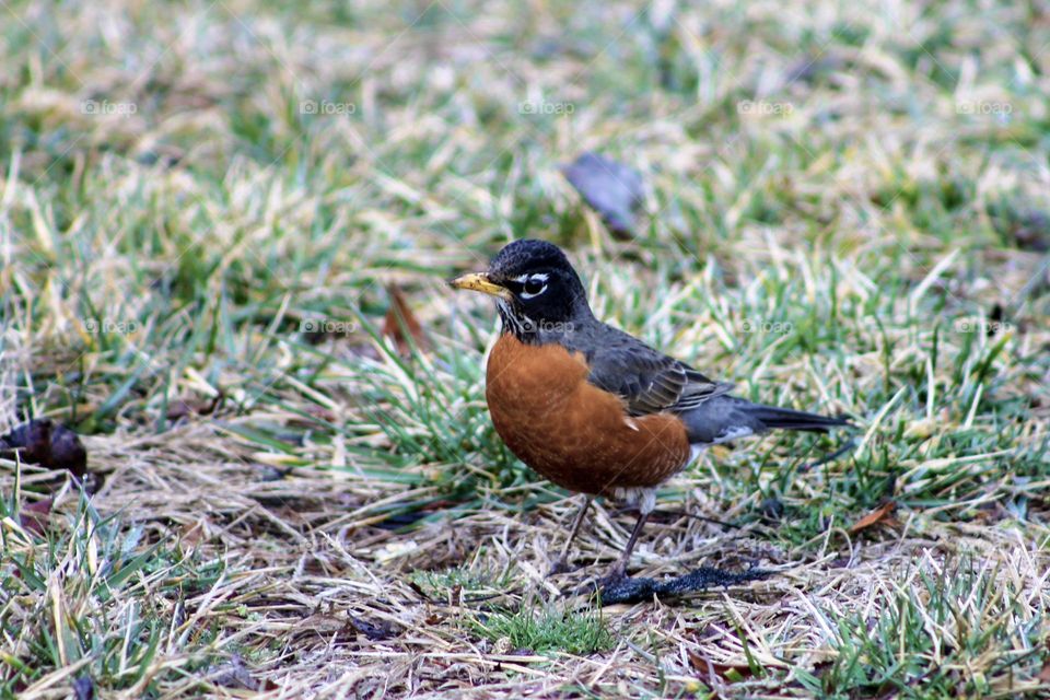 An American Robin standing at attention.