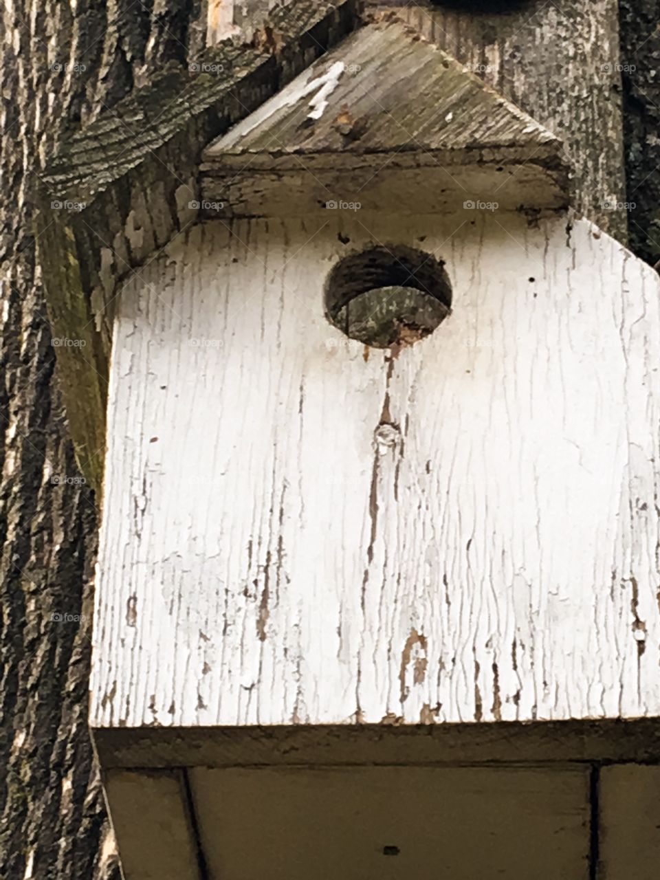 Old dilapidated bird house on tree