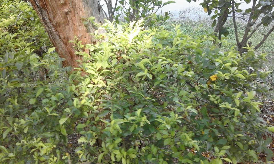 Leaf, Nature, Tree, Wood, No Person