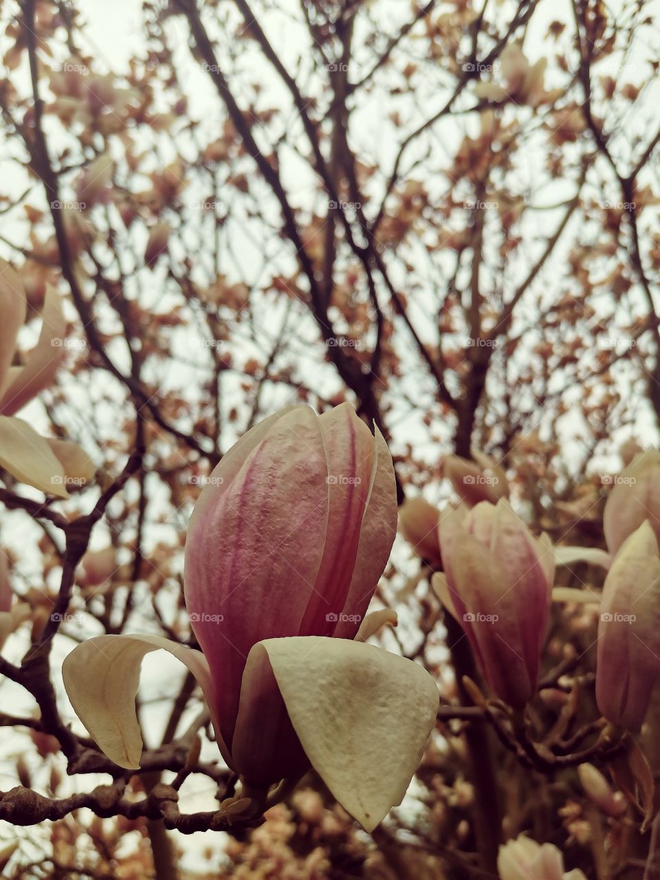 focus on a blossom of magnolia with magnolia tree in the background