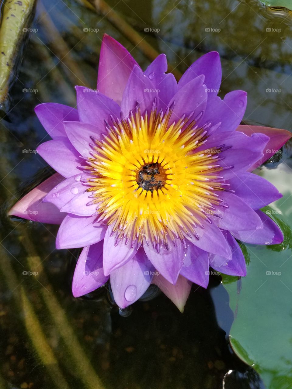Beautiful close up of Purple Lotus Flower.  Can see the winged ants that have died within the center of it.