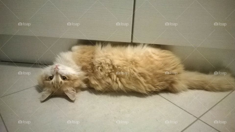 Upside down cat waiting for his meal  