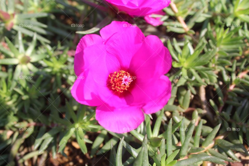 pink flower are blooming