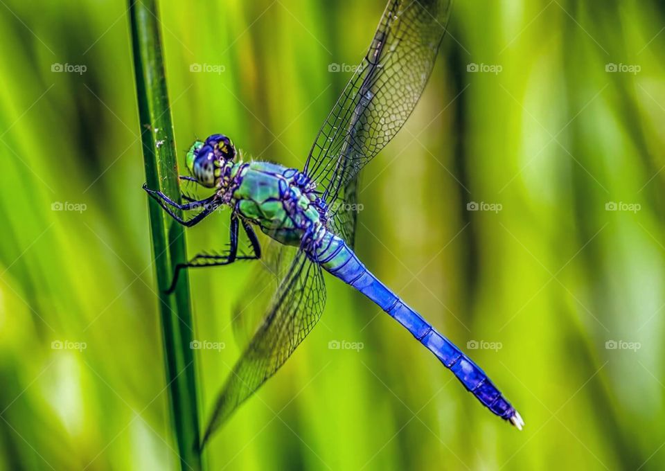 dragonfly