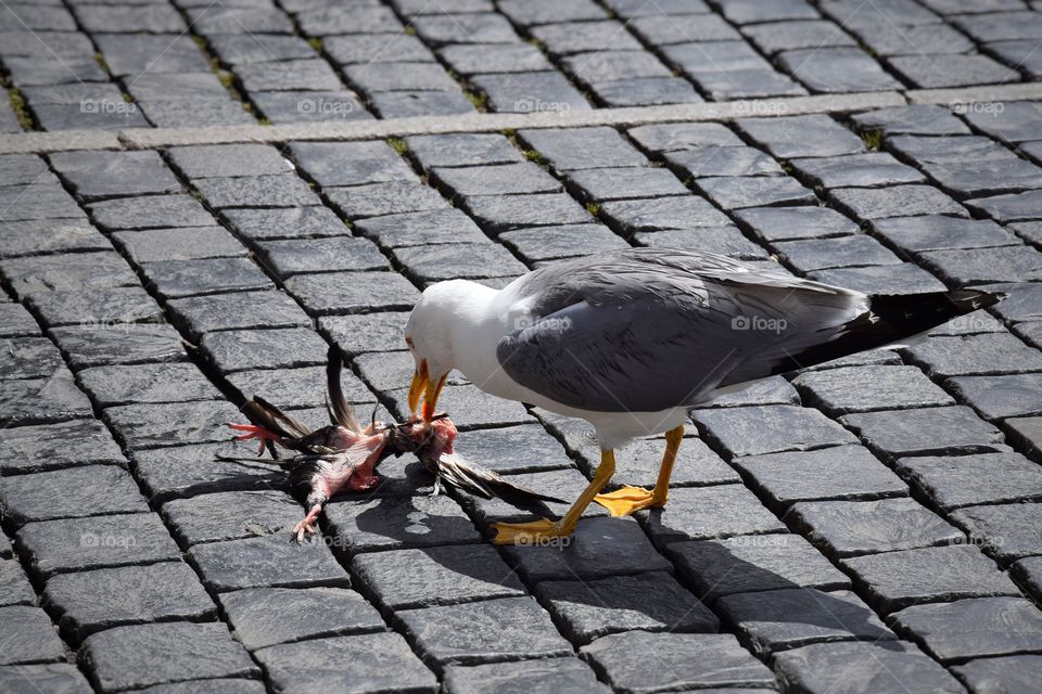 River gull eats its prey