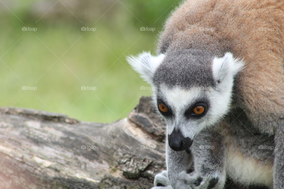 Photo of a lemur 