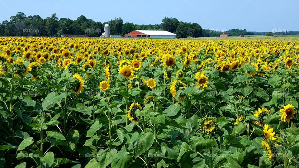 farm field of sunflowers