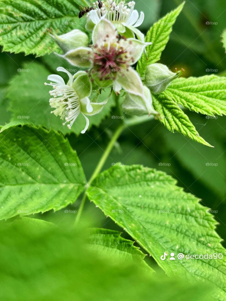 Raspberry flower 
