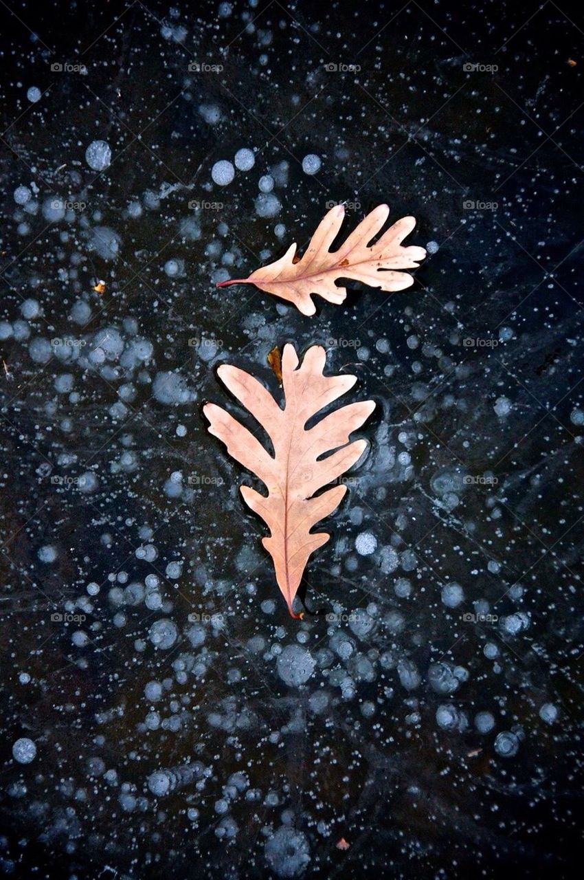 Leaves on ice
