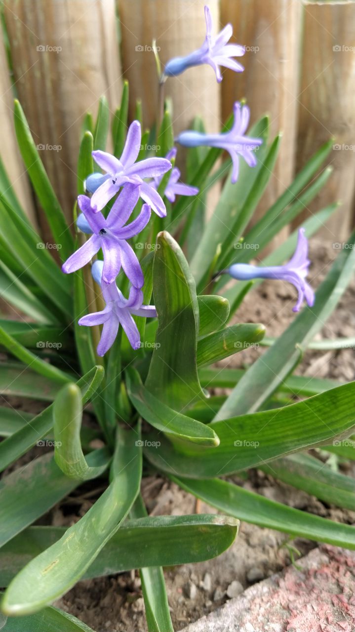 Hyacinth