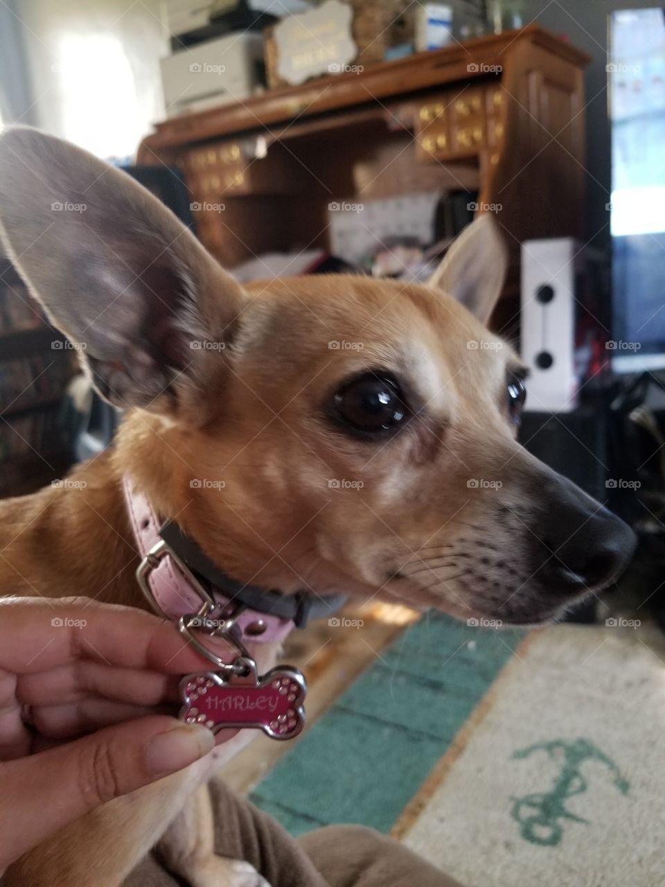 harleys new bling bling!