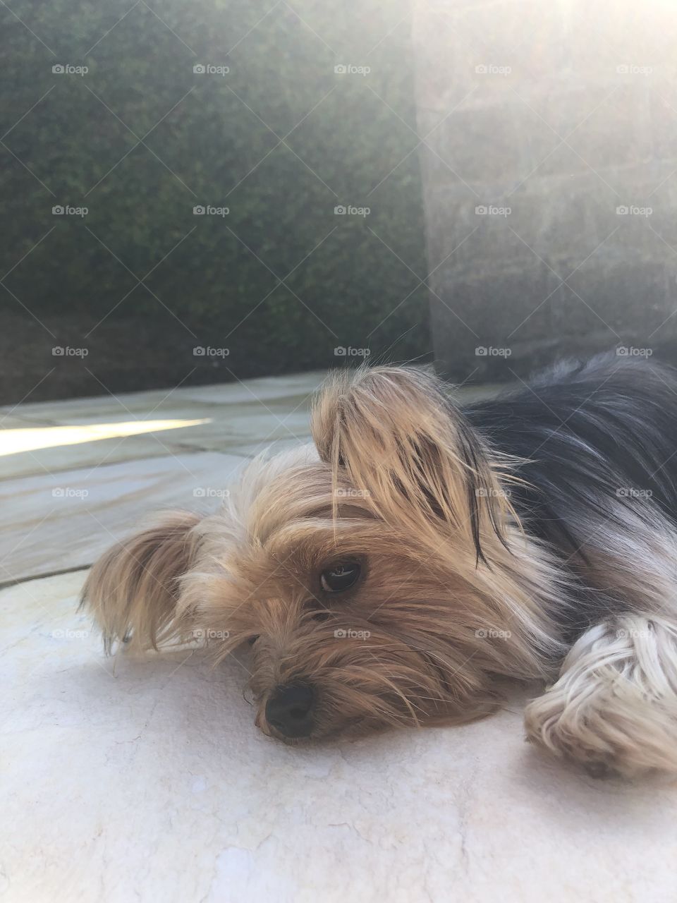Dog lying in the sun