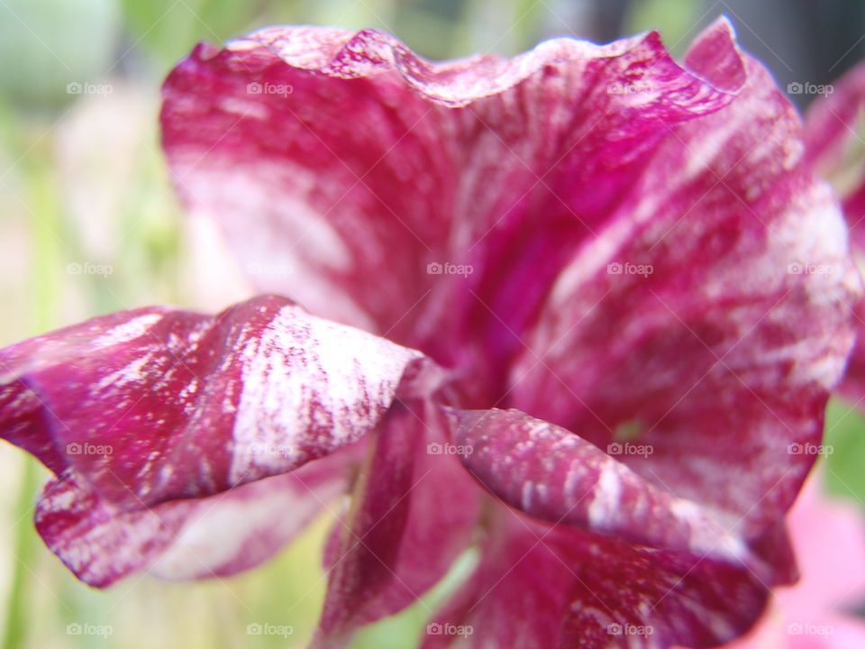 Bee job. Last year didn't have such colours 