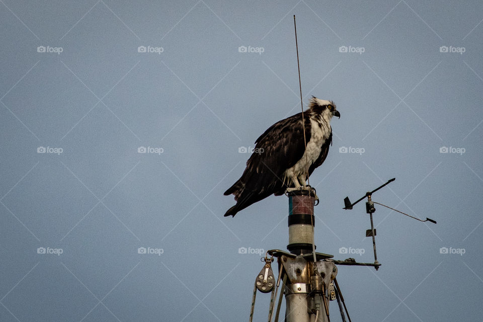 osprey on a mast
