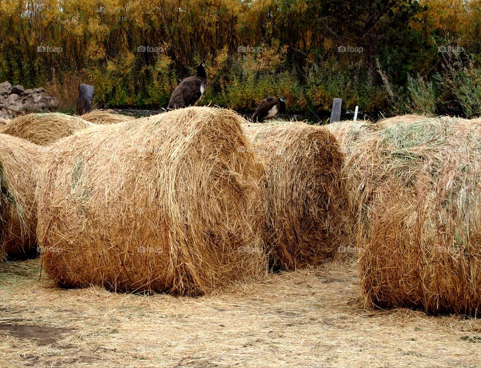 Large rolls of hay bales after the fall cutting