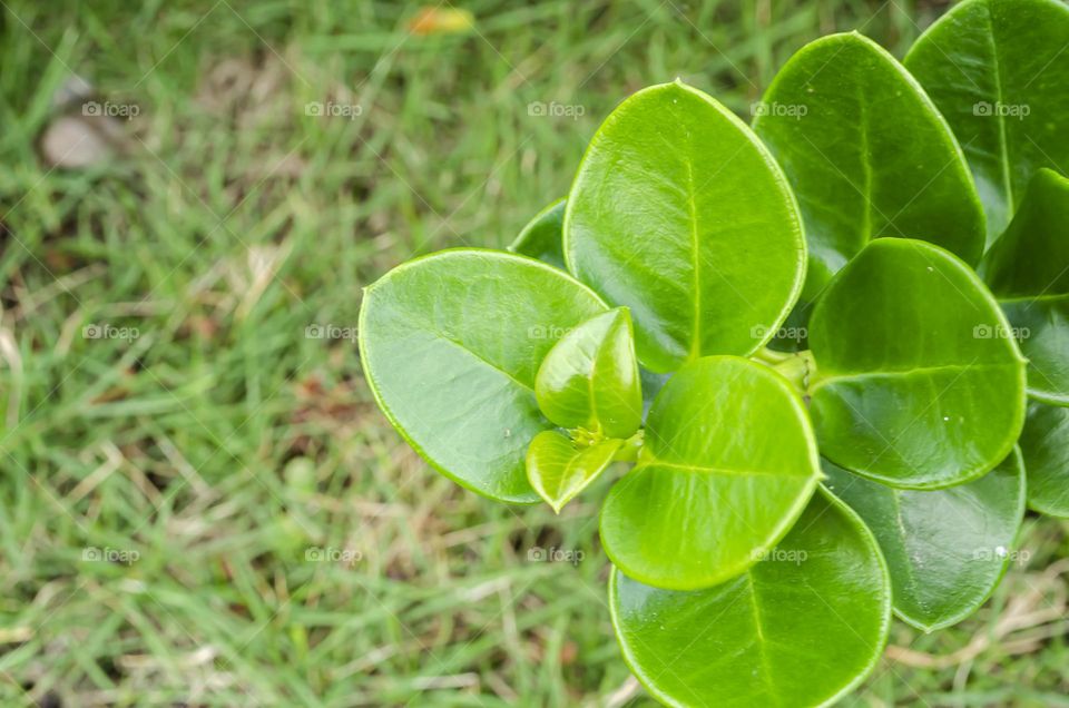 Leaves Of Natal Plum Tree