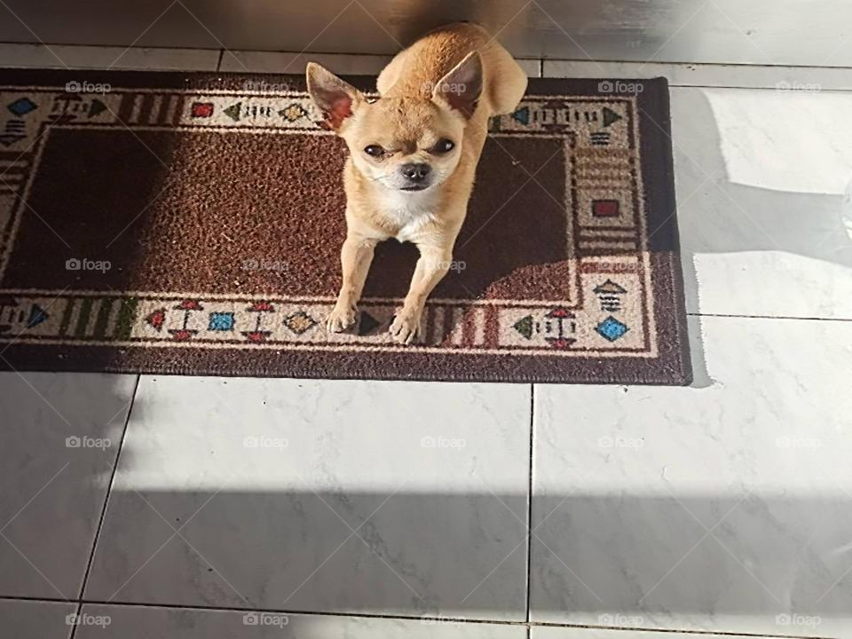 Adult Chihuahua dog lying on a rug