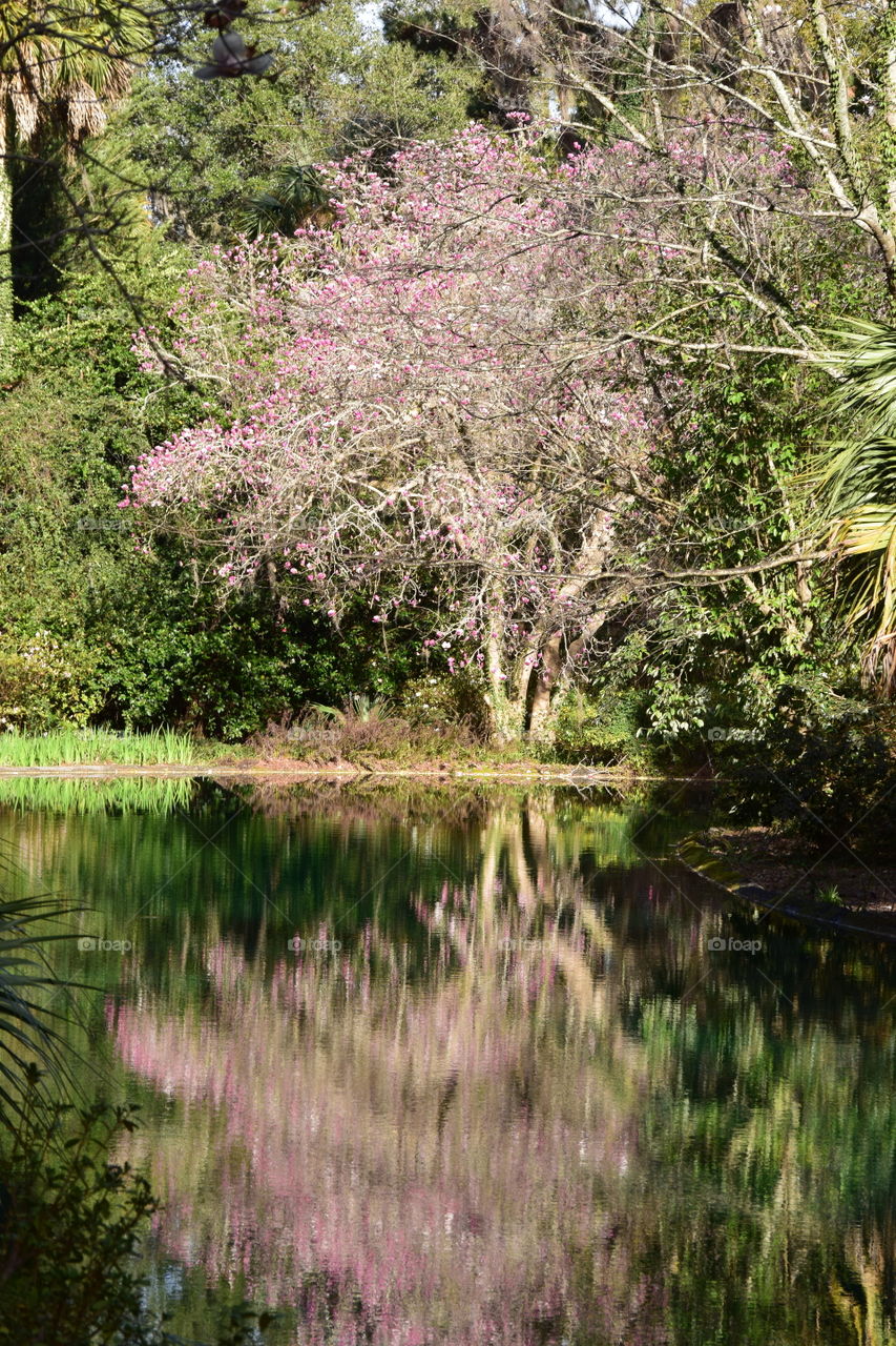 Pond Reflections