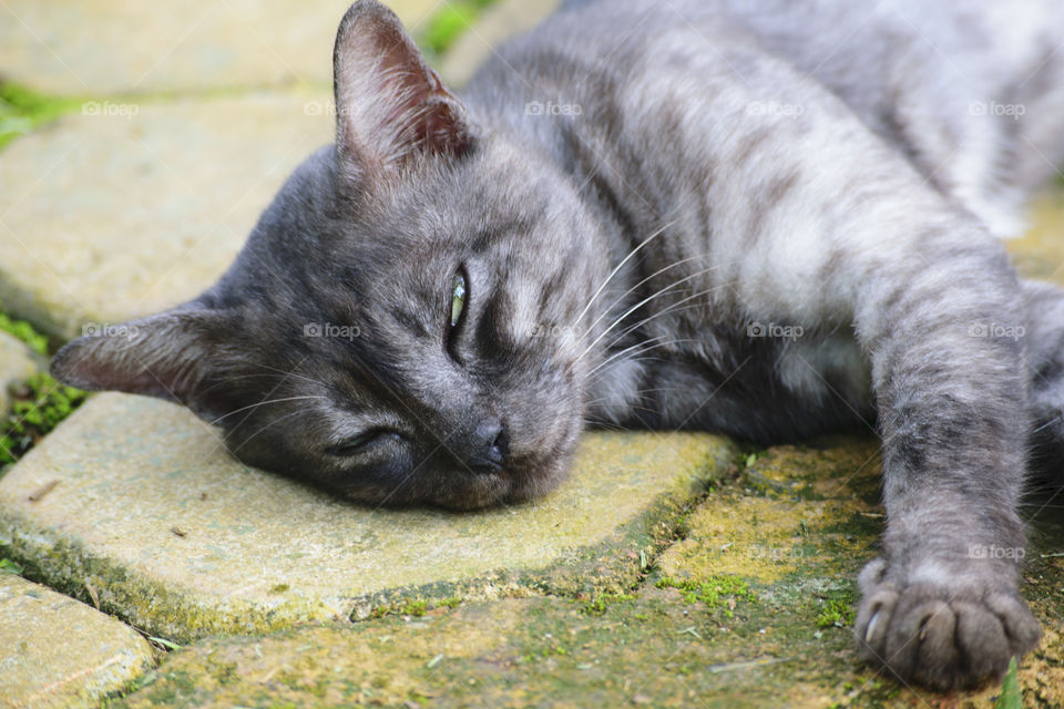 Cat with a unique color