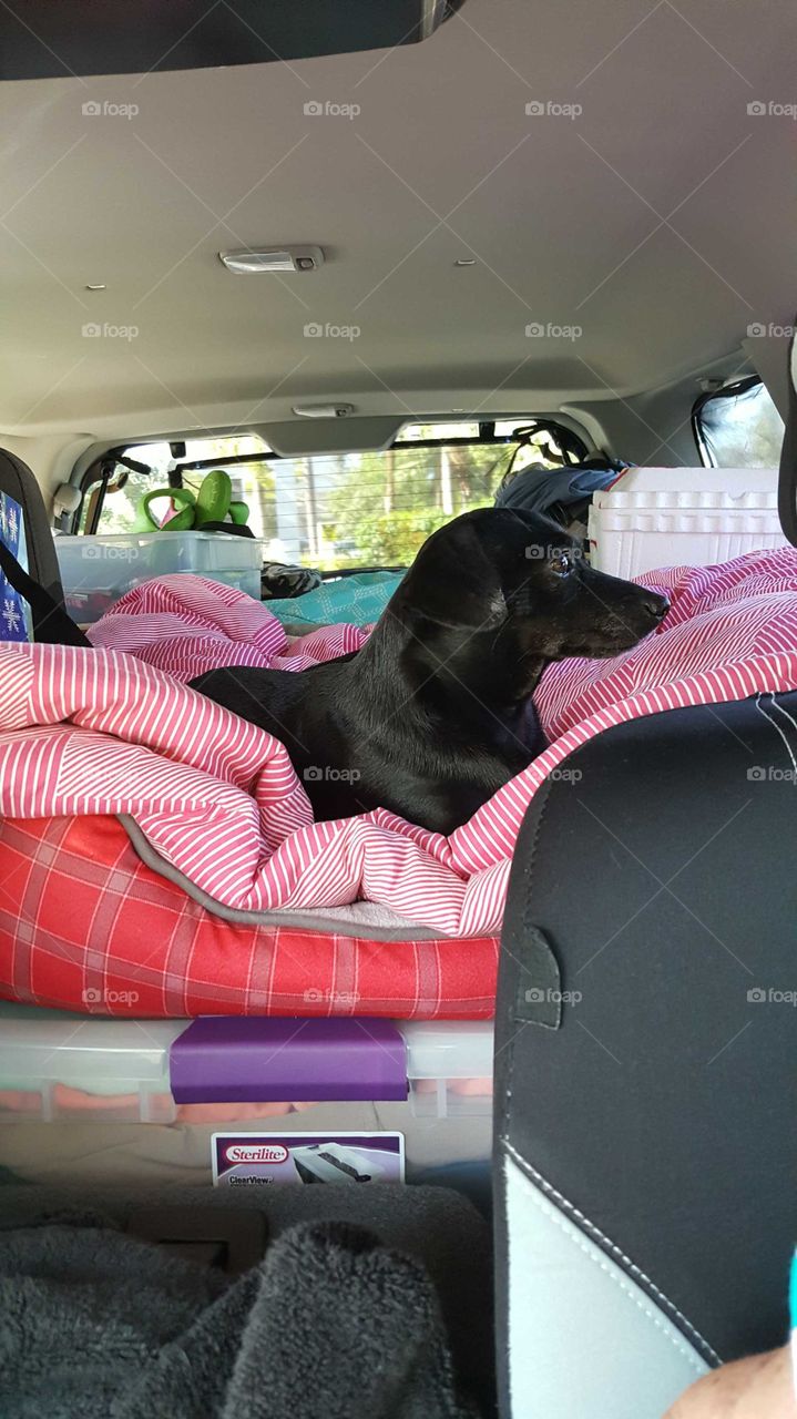 Chiweeni trip