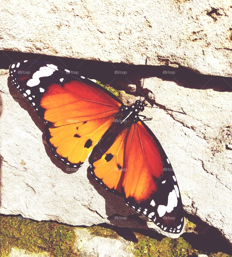 the orange color stories