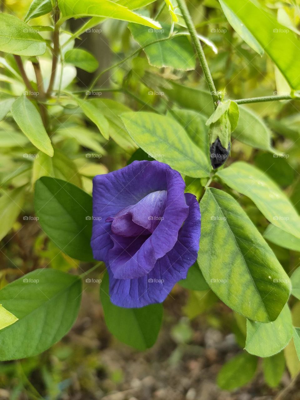 Clitoria ternatea