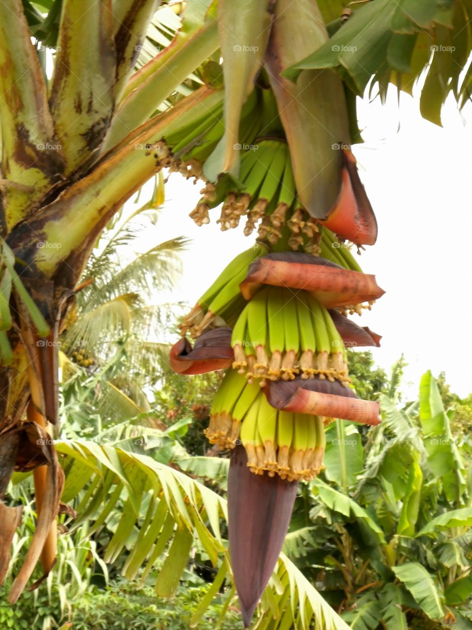 Large Bunch Of Young Bananas