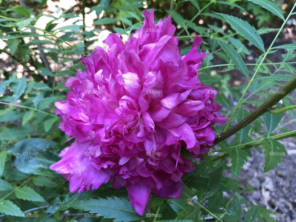 This purple and pink flower positively radiates attention, just a complete joy to view. This masterpiece originated from North East China and its official variety is called a “xanthocerus sorbifolium.