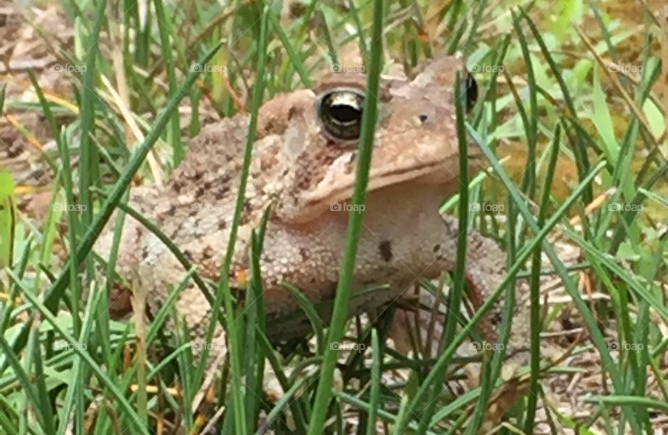 Toad
