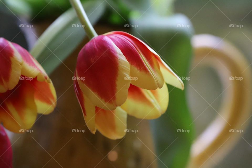 Tulips facing downward 