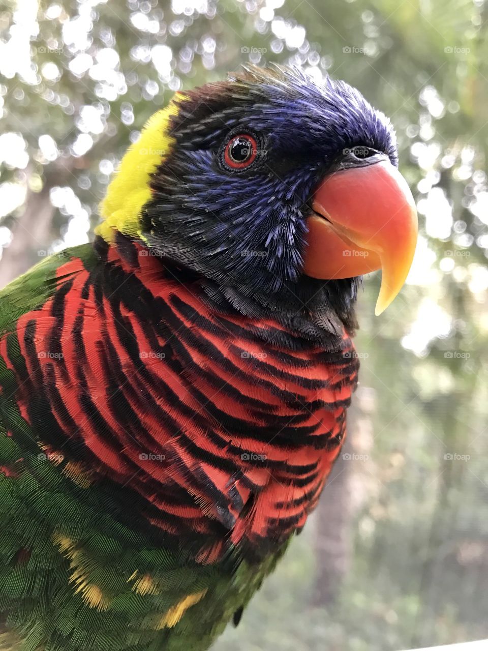 Close-up of lorikeet