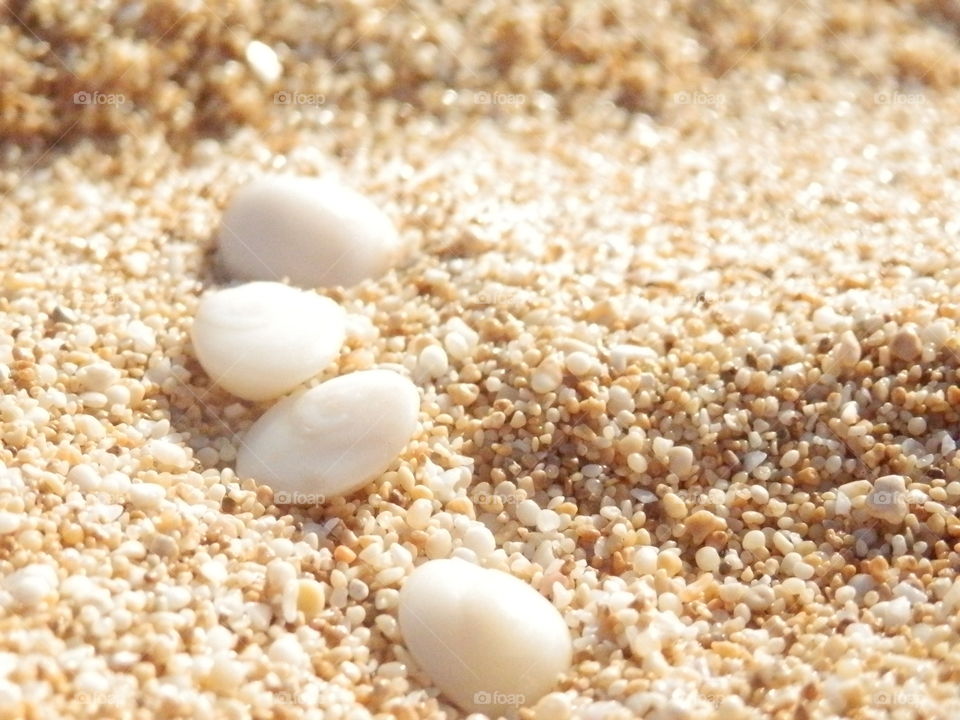 Smooth shells on the white sands of Lanikai beach , Hawaii nature relaxation stress therapy background 